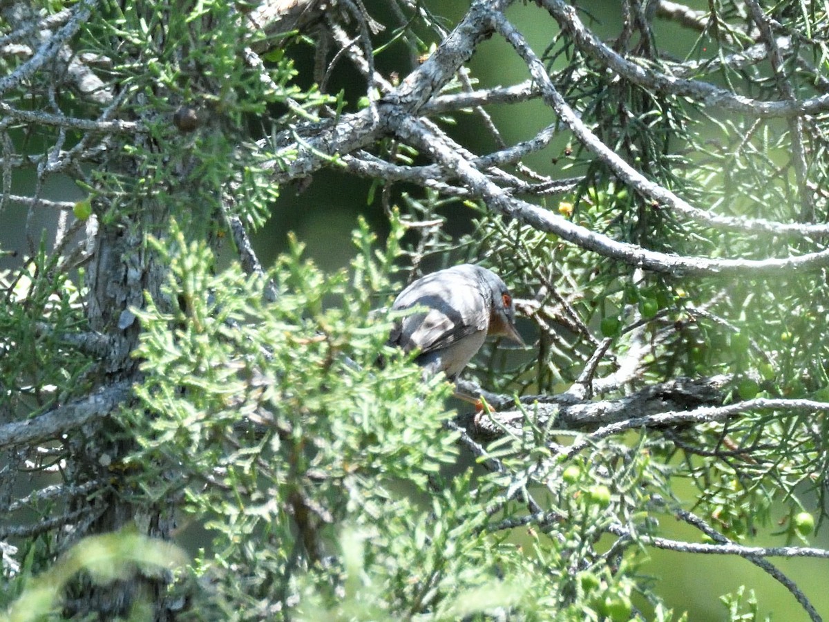 Western Subalpine Warbler - ML620766572