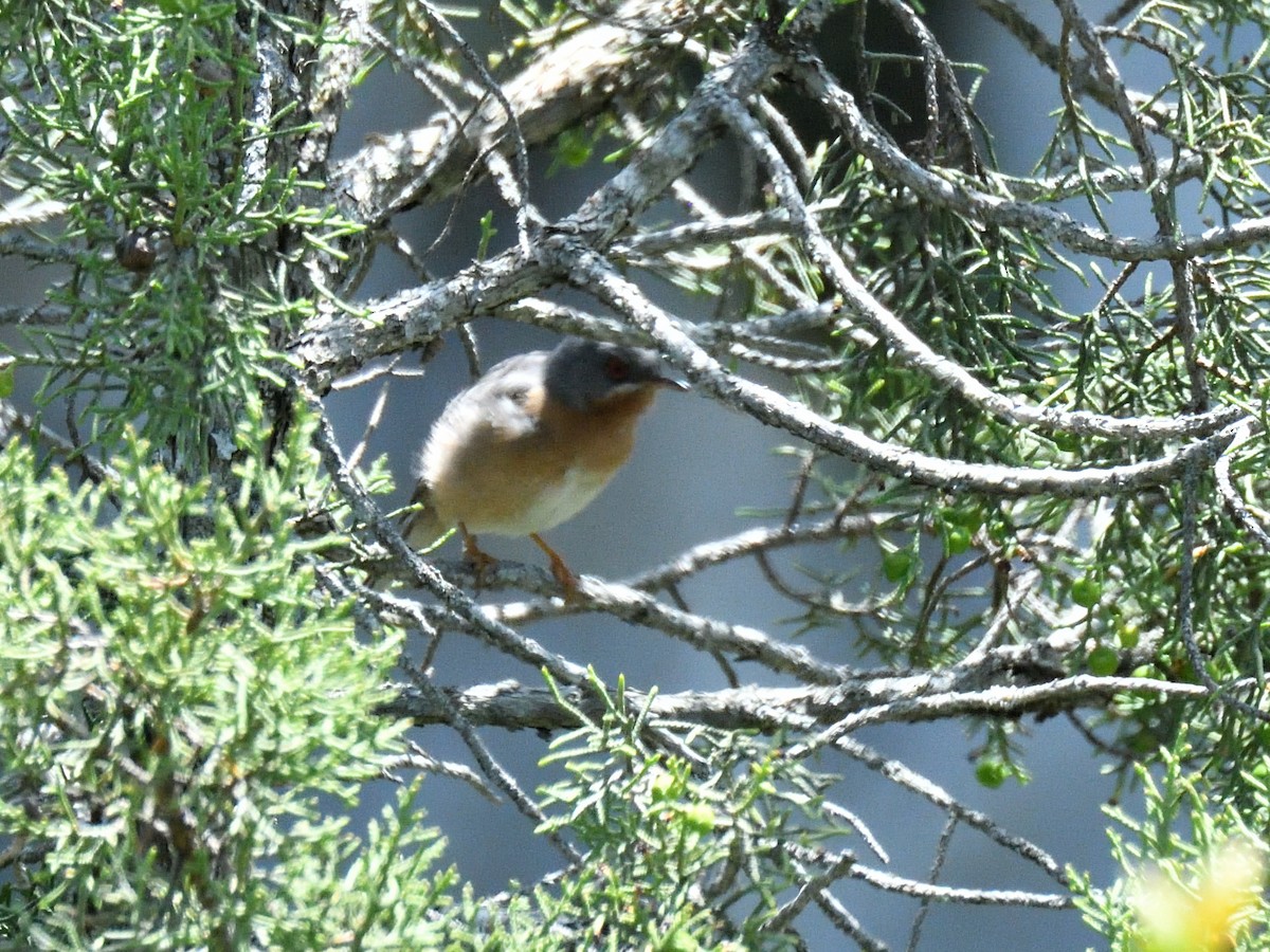 Western Subalpine Warbler - ML620766573