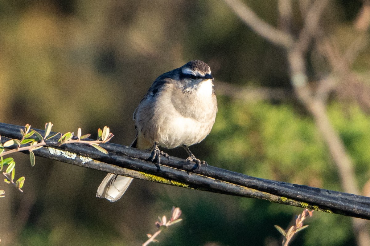 Chalk-browed Mockingbird - ML620766575