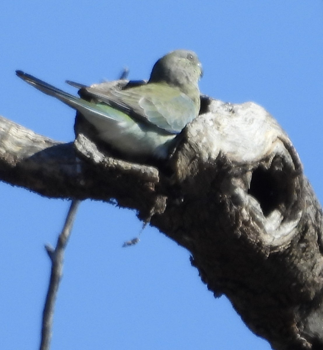 Red-rumped Parrot - ML620766577