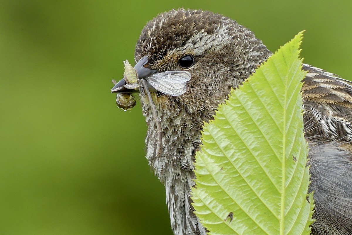 Red-winged Blackbird - ML620766583