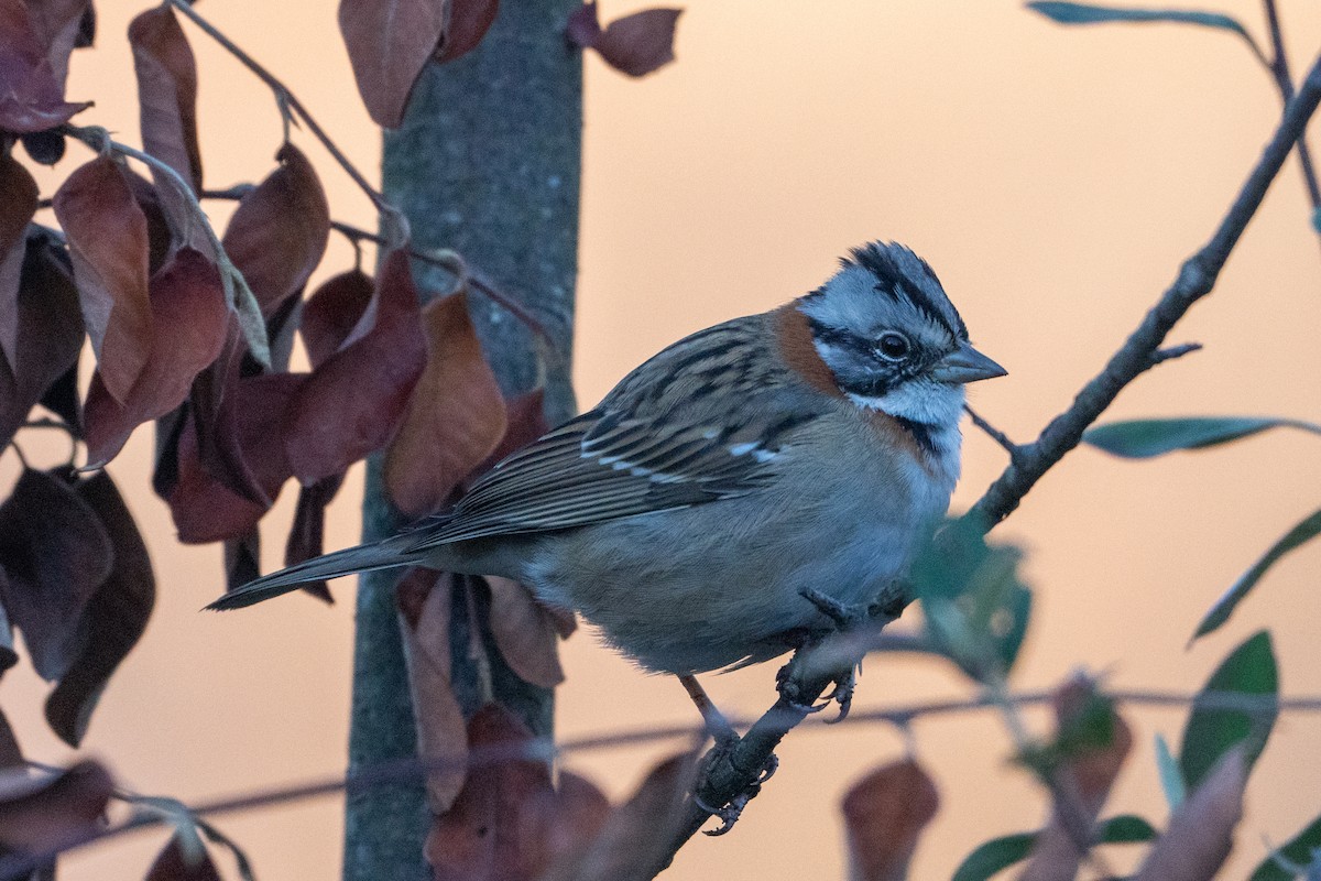 Rufous-collared Sparrow - ML620766587