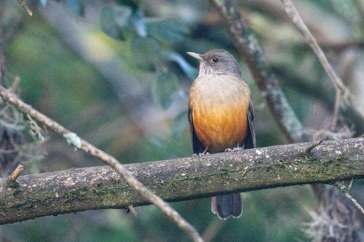 Rufous-bellied Thrush - ML620766591