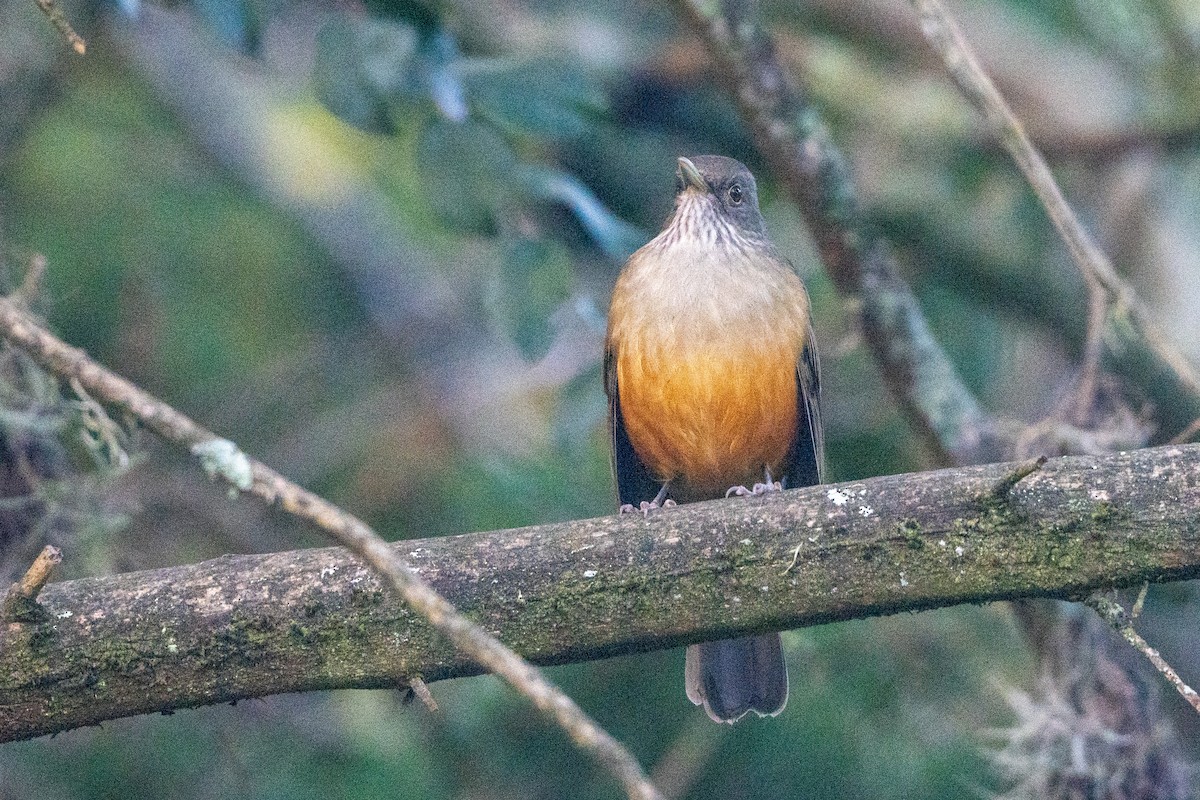 Rufous-bellied Thrush - ML620766592