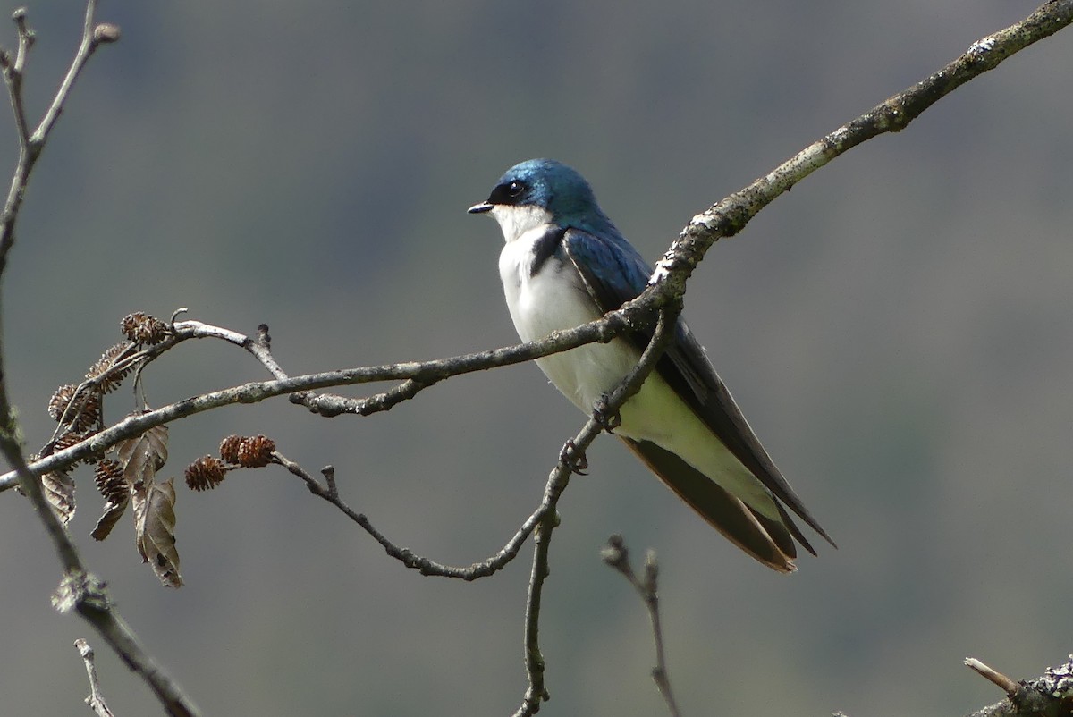 Tree Swallow - ML620766594