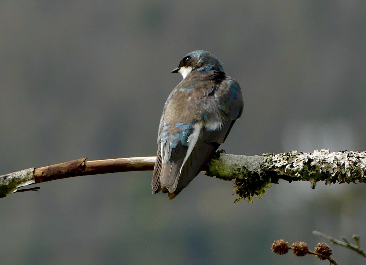 Golondrina Bicolor - ML620766596