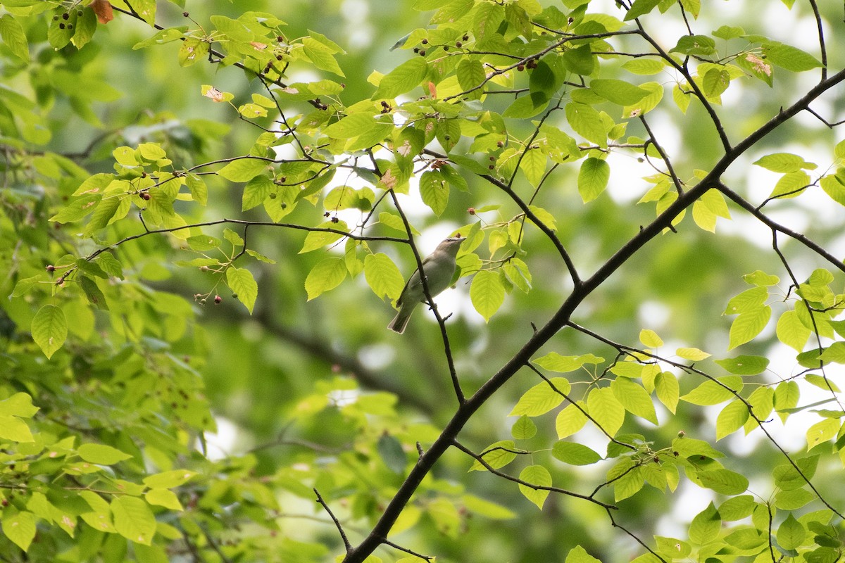 Red-eyed Vireo - ML620766597