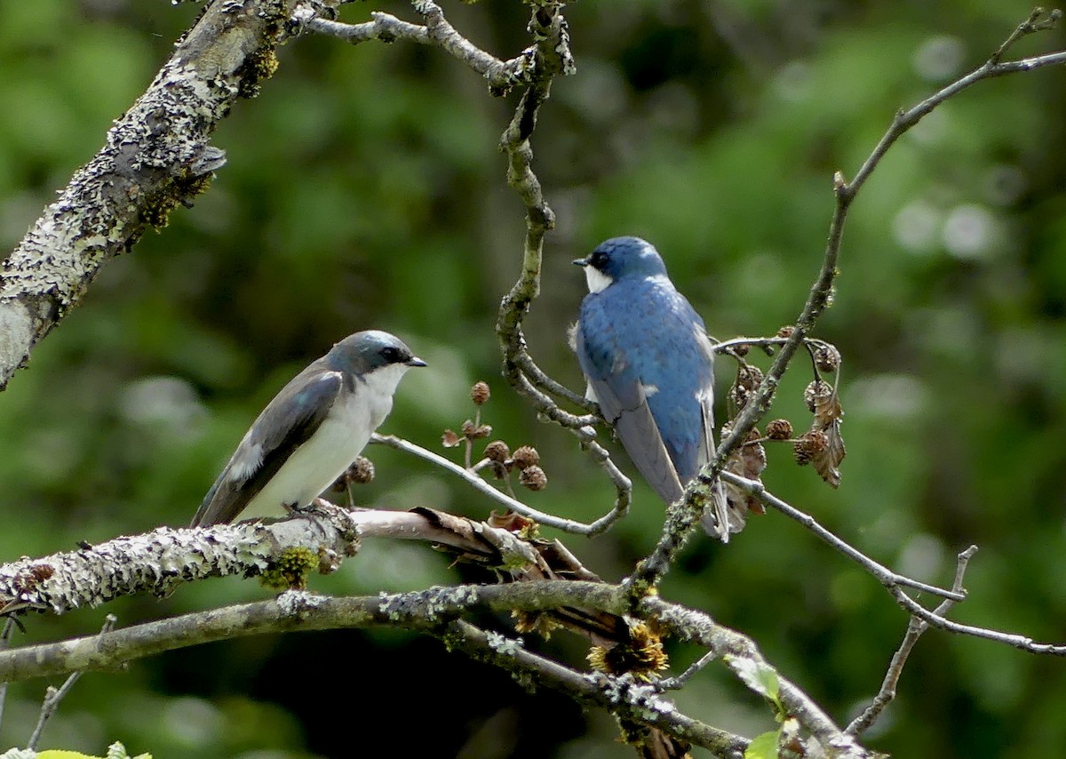 Golondrina Bicolor - ML620766600