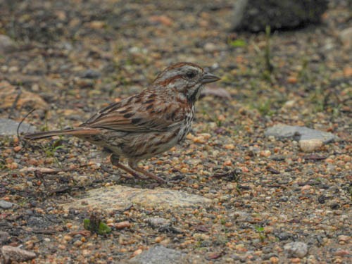 Song Sparrow - ML620766603