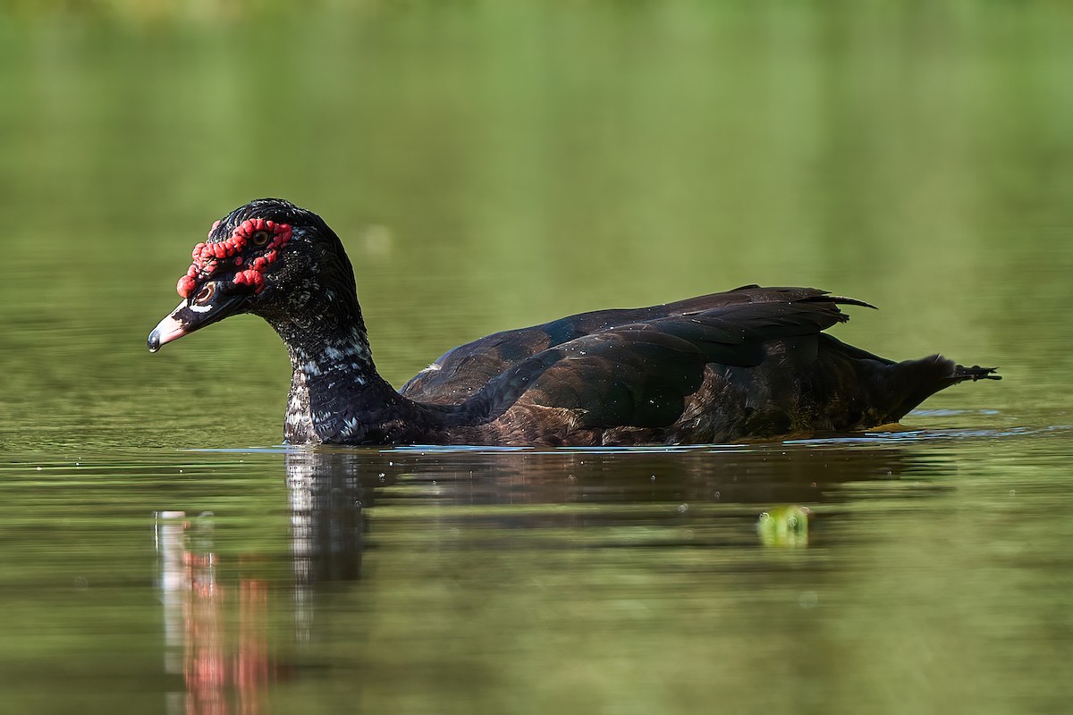 Muscovy Duck (Domestic type) - Leonardo Guinez