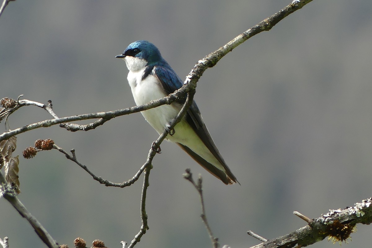 Golondrina Bicolor - ML620766607