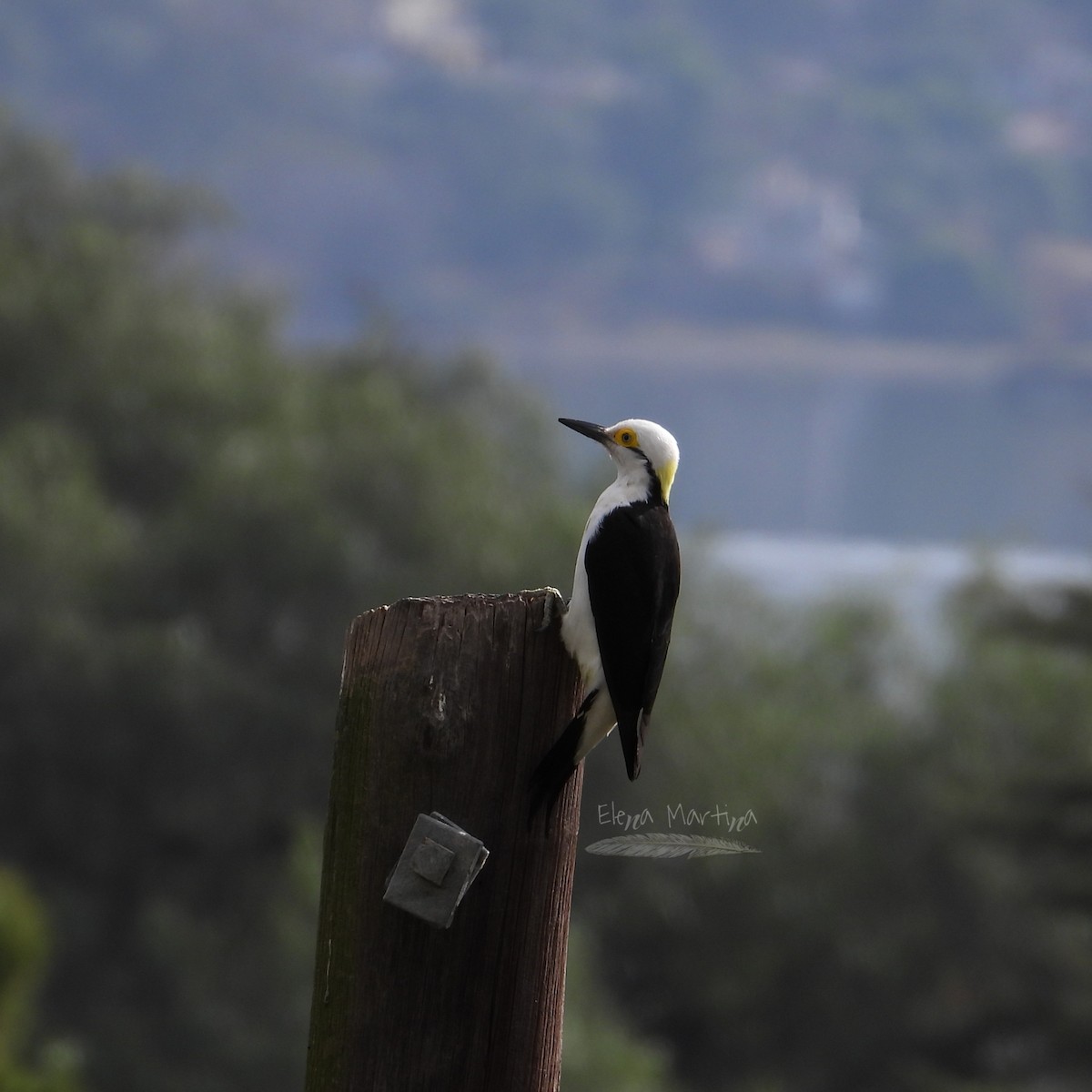 White Woodpecker - ML620766609