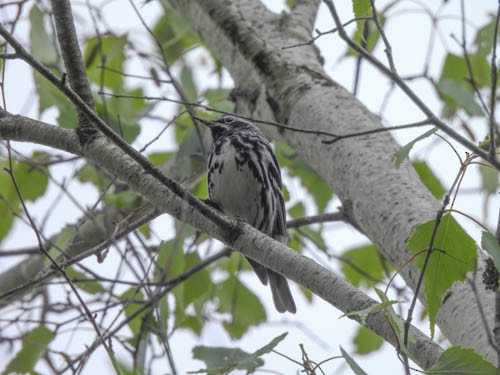 Paruline noir et blanc - ML620766612