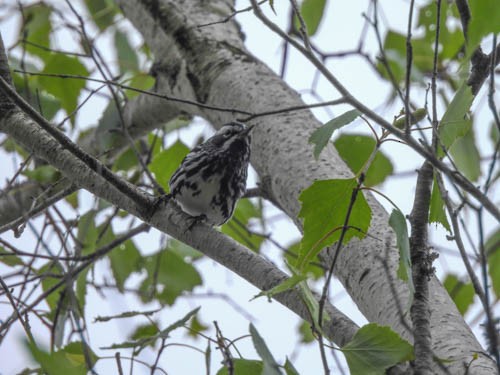 Paruline noir et blanc - ML620766613