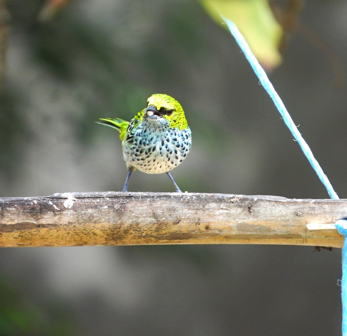 Speckled Tanager - ML620766614