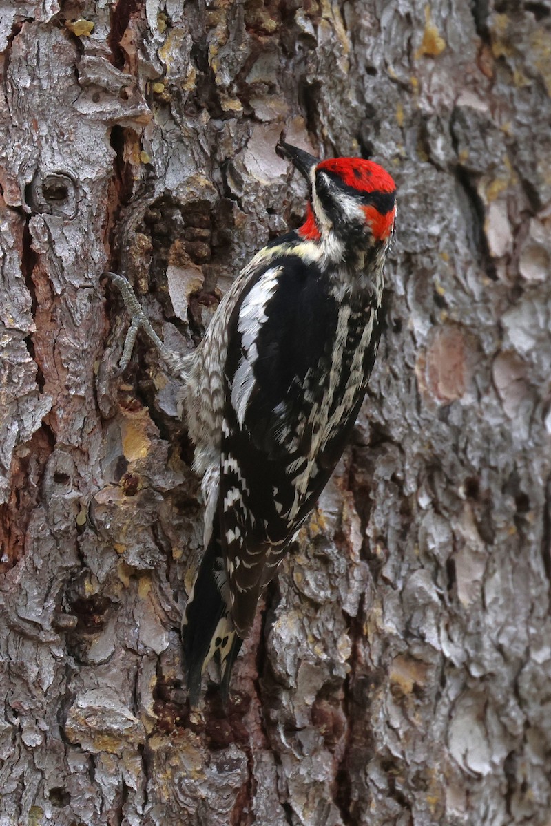 Red-naped Sapsucker - ML620766618