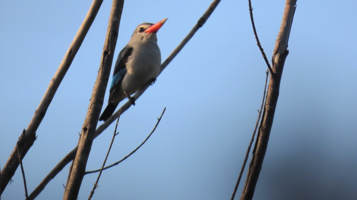 Mangrove Kingfisher - ML620766624