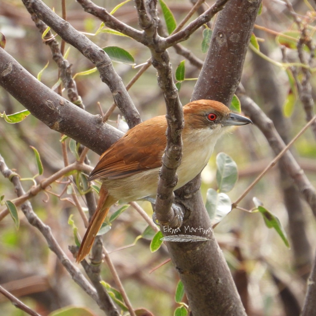 Great Antshrike - ML620766625