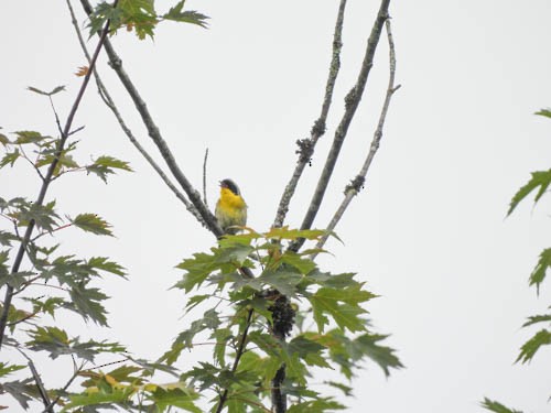 Common Yellowthroat - ML620766626