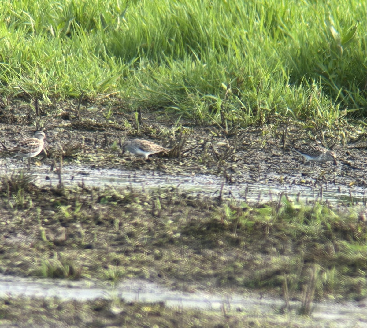 White-rumped Sandpiper - ML620766628