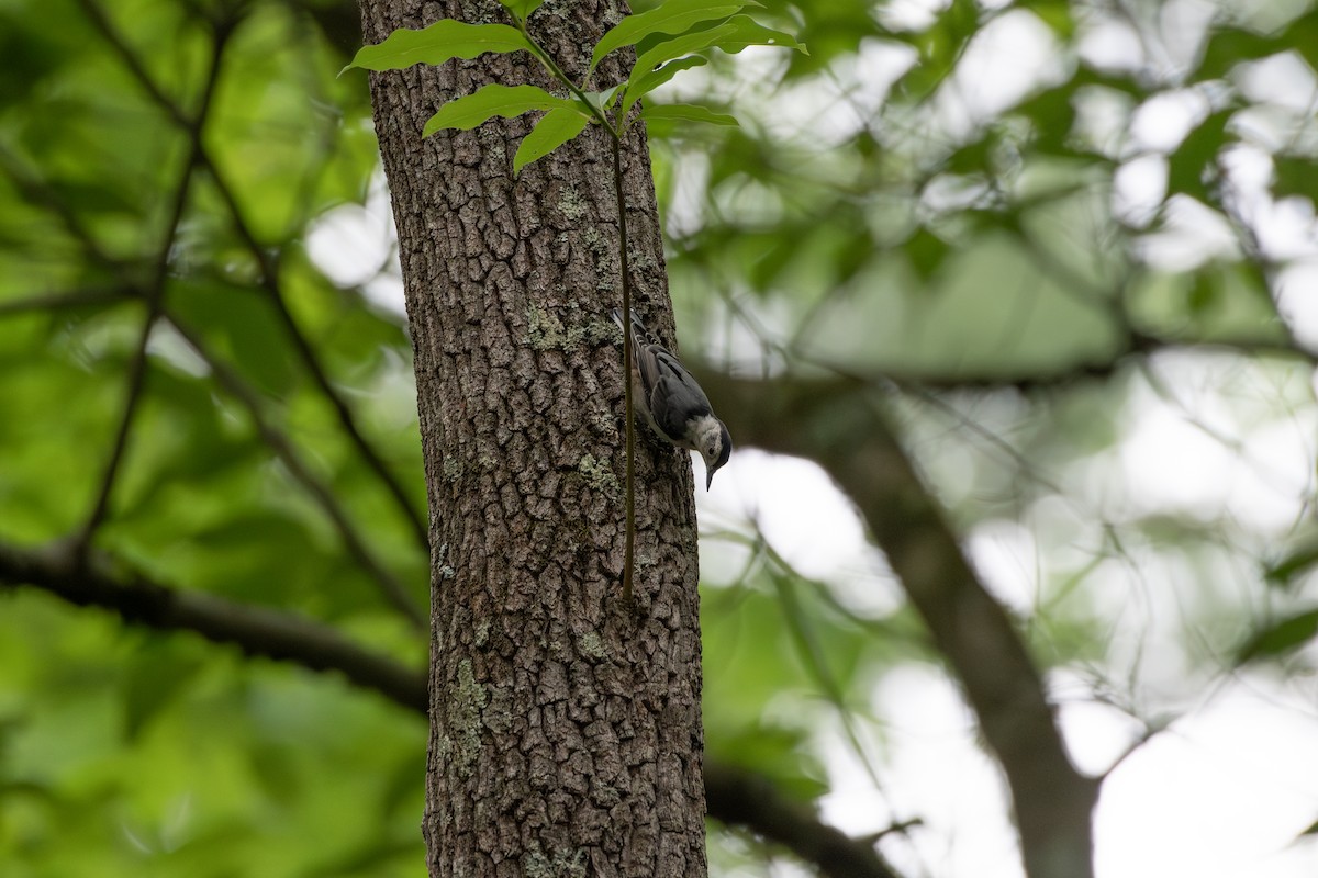 White-breasted Nuthatch - ML620766629