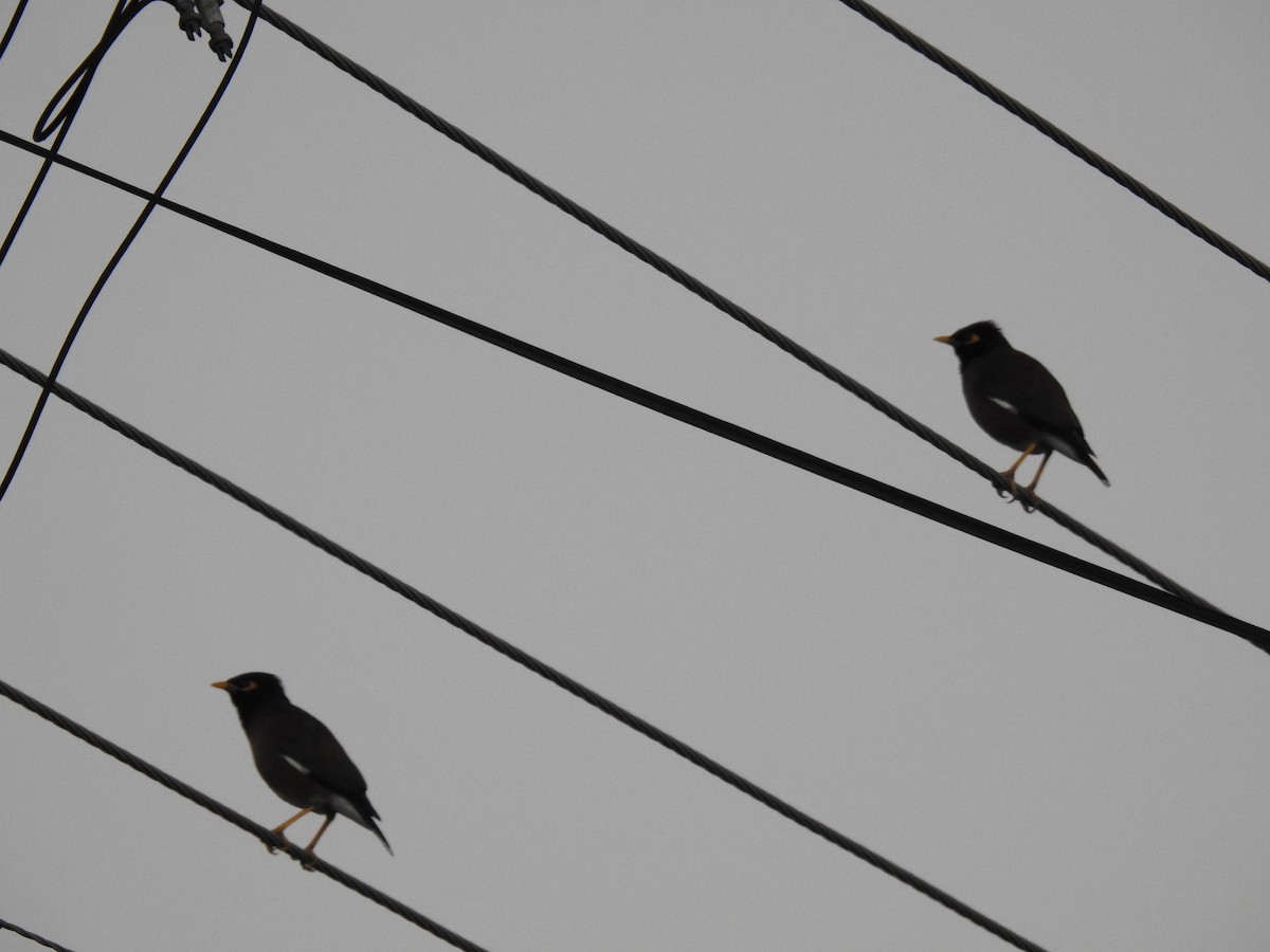 Common Myna - Monica Mesch