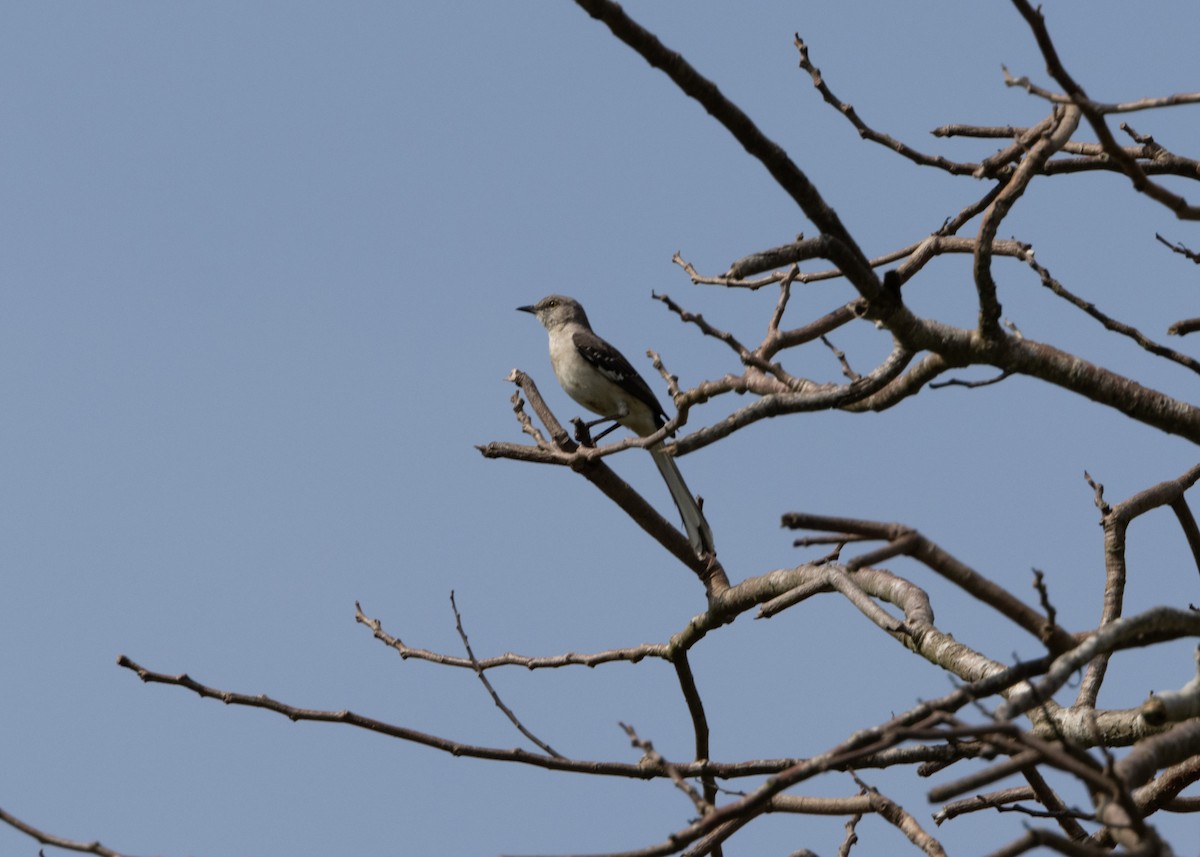 Northern Mockingbird - ML620766641