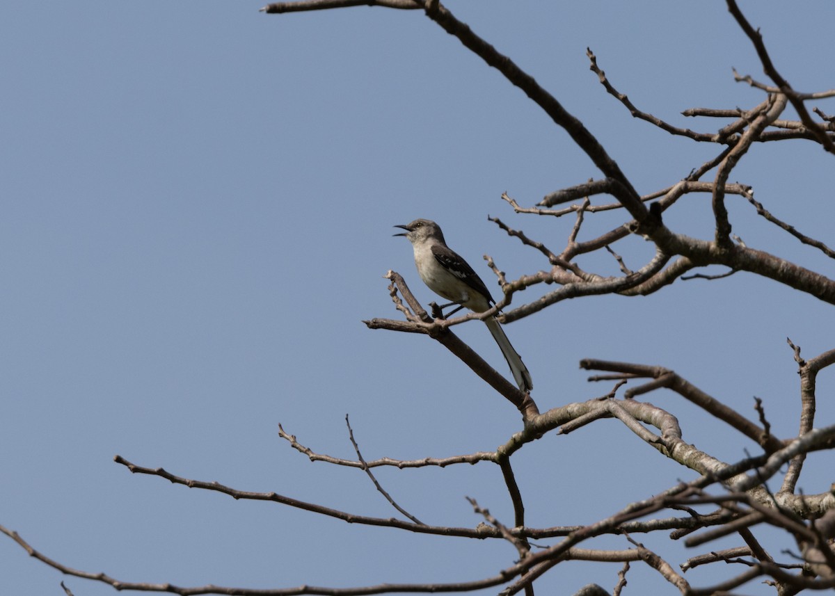 Northern Mockingbird - Silvia Faustino Linhares