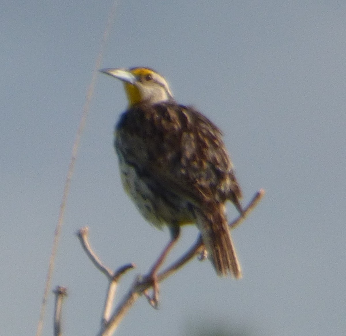 Eastern Meadowlark - ML620766644