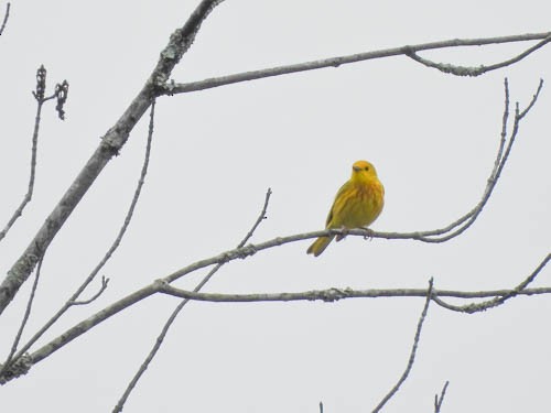 Yellow Warbler - ML620766646