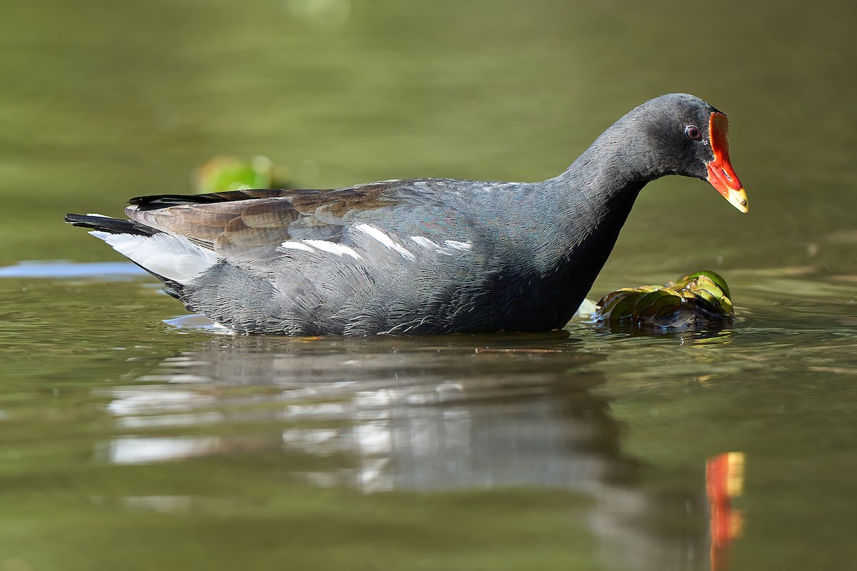 Common Gallinule - ML620766649