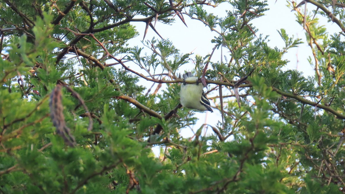 Küçük Maskeli Cüce Barbet [bilineatus grubu] - ML620766654