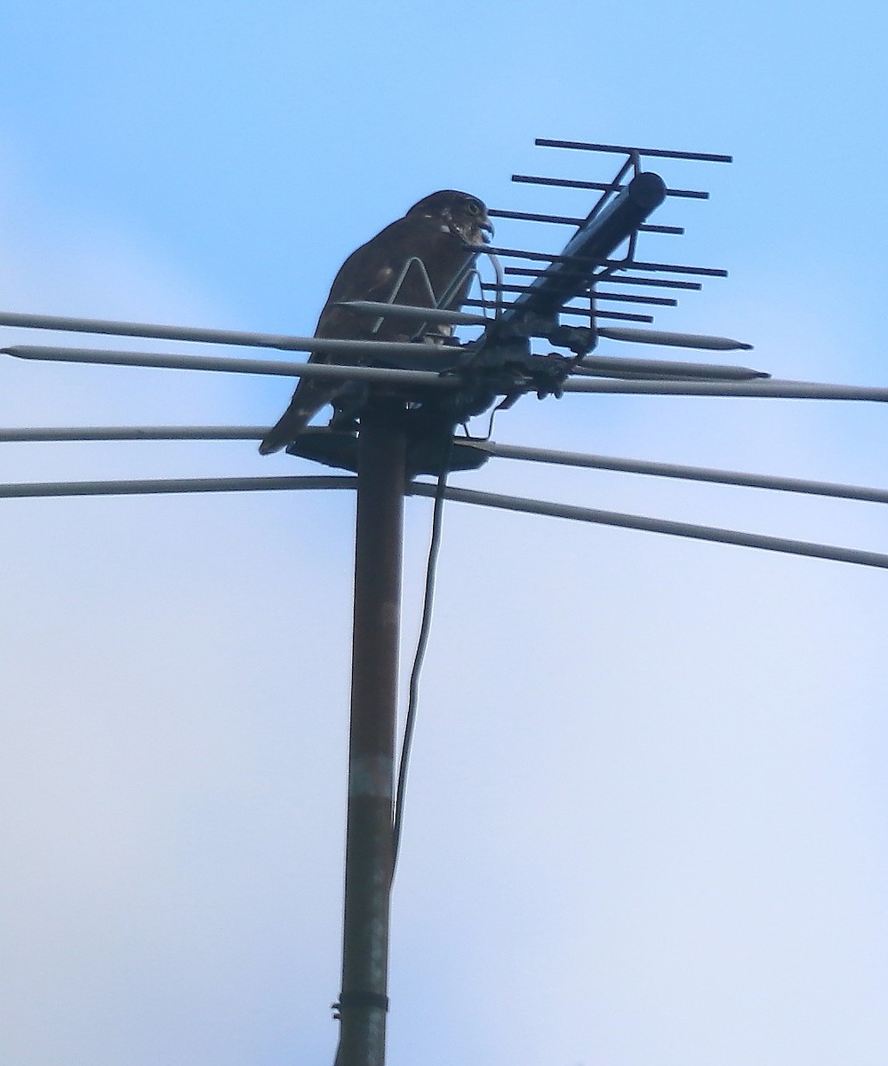 Merlin - ML620766664