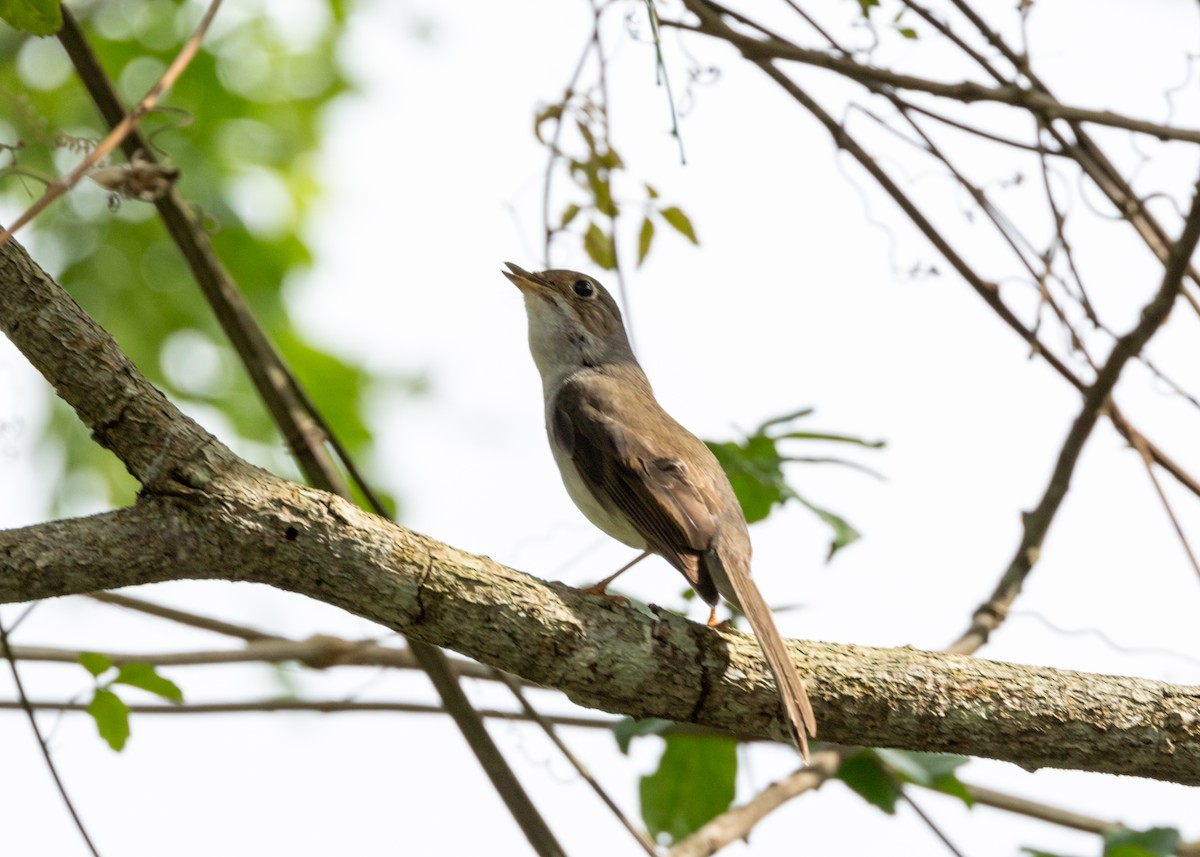 Cuban Solitaire - ML620766665