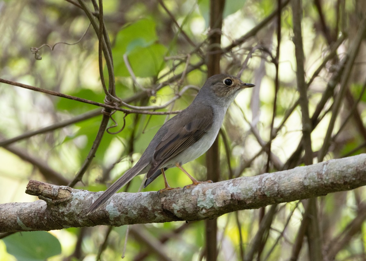 Cuban Solitaire - ML620766666