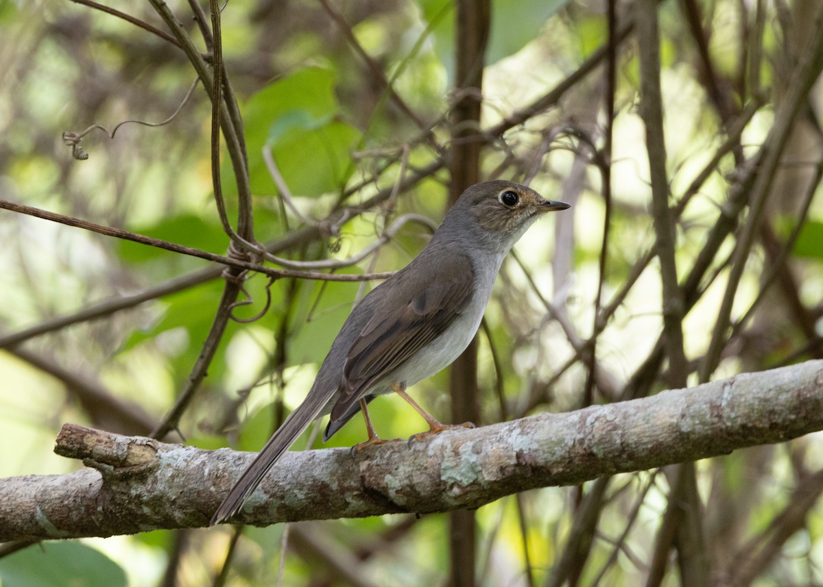 Cuban Solitaire - ML620766667