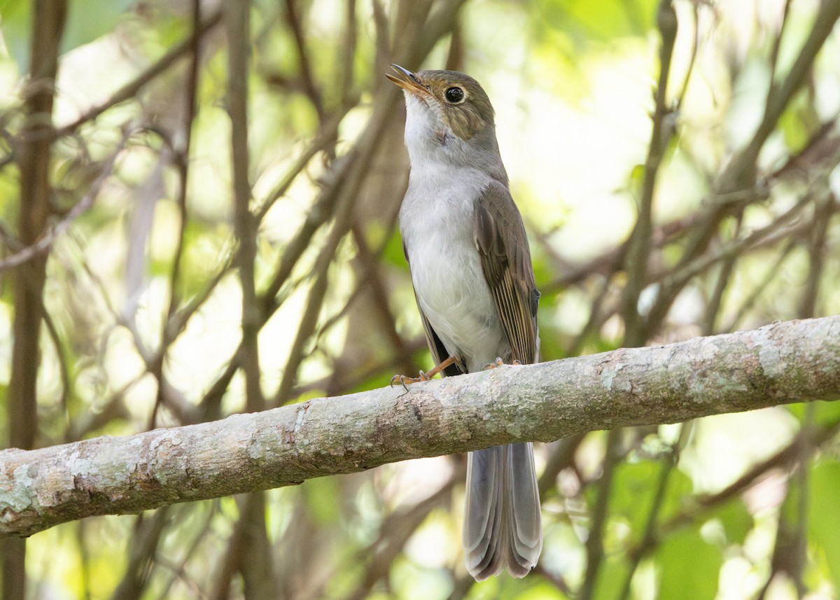 Cuban Solitaire - ML620766672