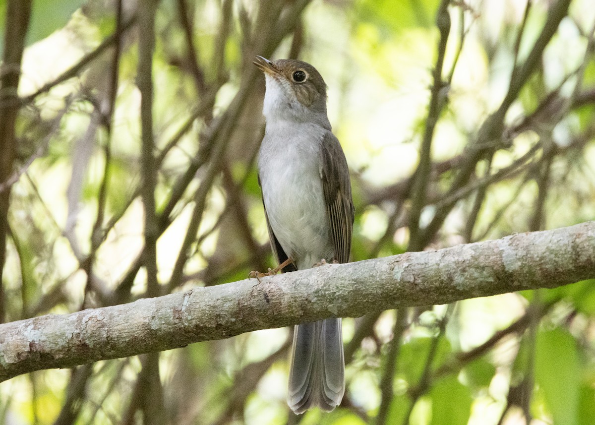 Cuban Solitaire - ML620766673