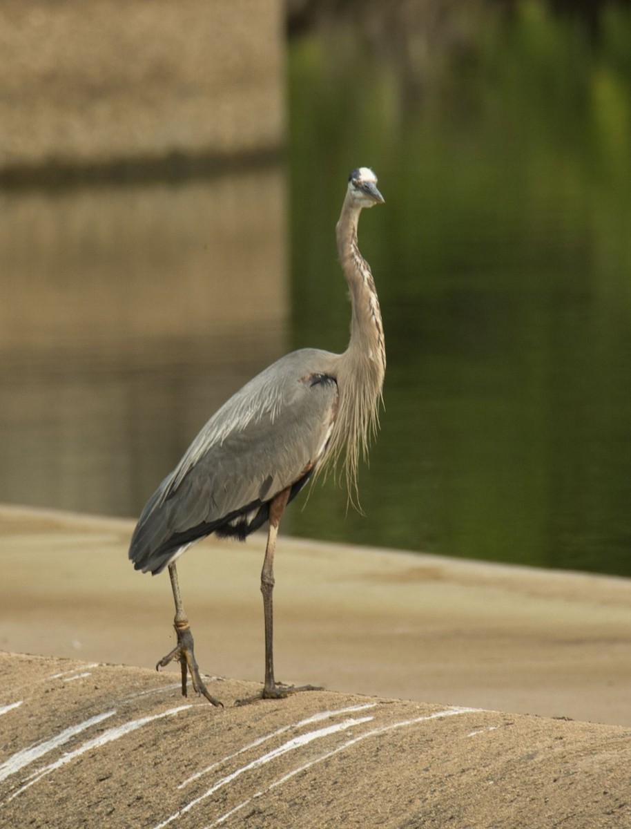 Garza Azulada (grupo herodias) - ML620766675