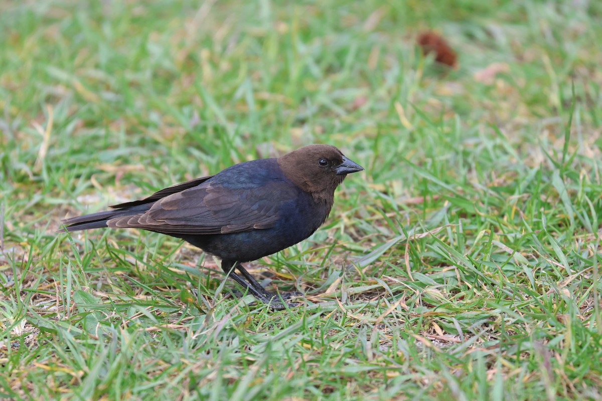 Brown-headed Cowbird - ML620766676