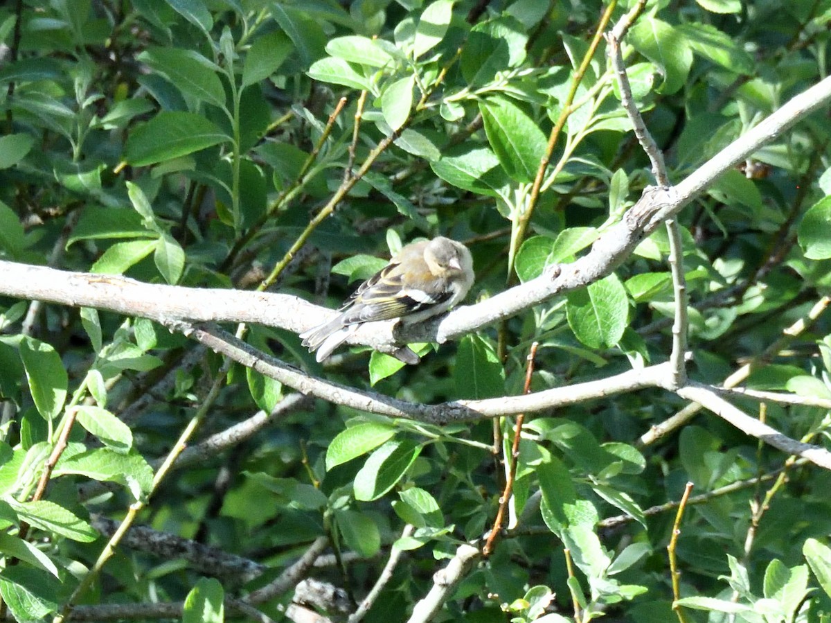 Common Chaffinch - ML620766678