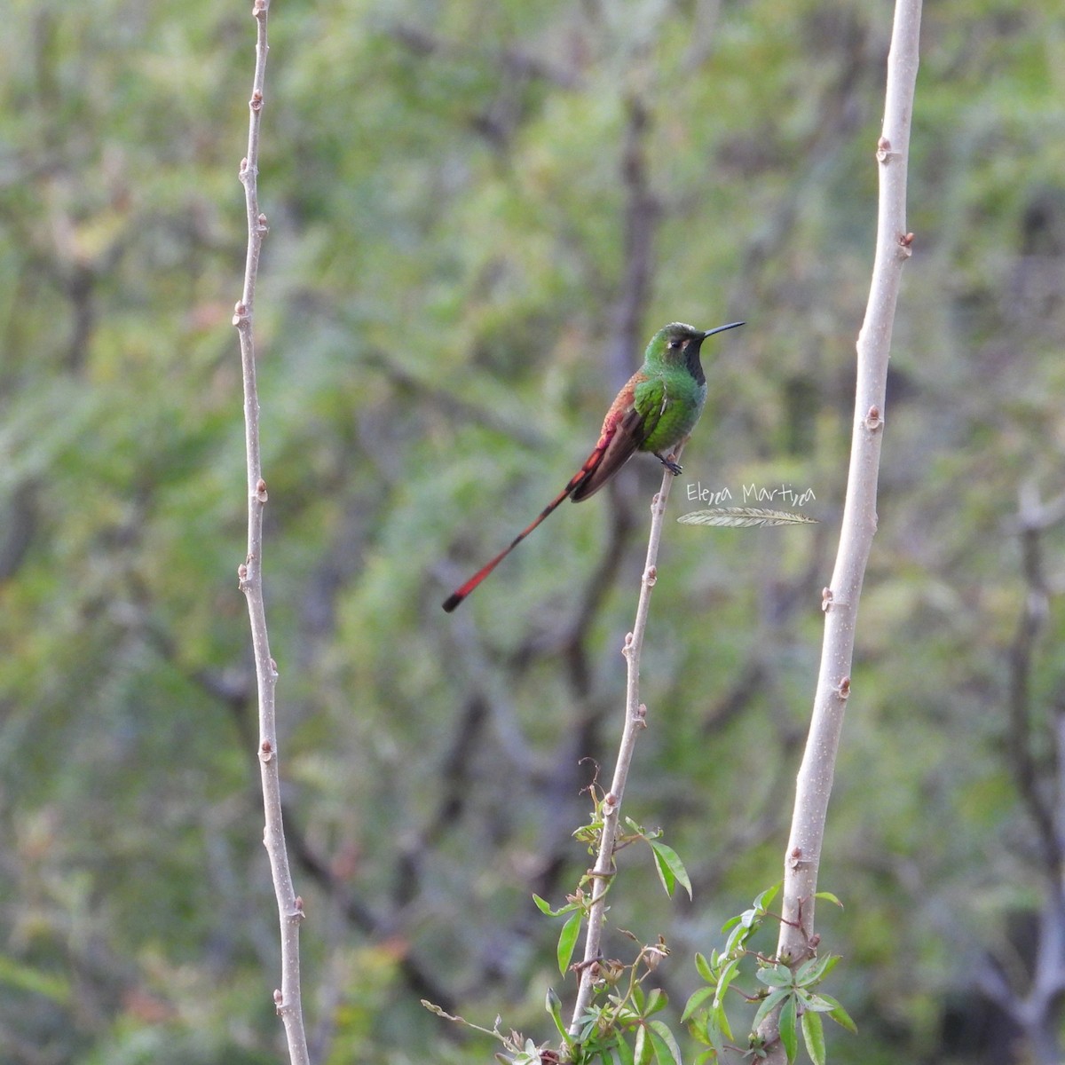 Red-tailed Comet - ML620766683