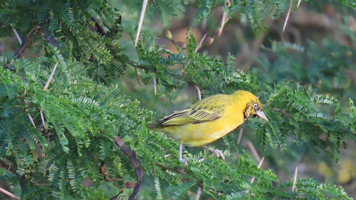 Lesser Masked-Weaver - ML620766689