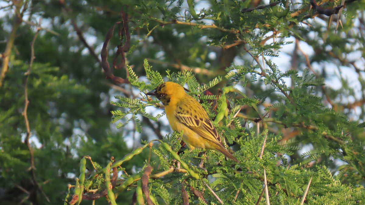 Lesser Masked-Weaver - Ann Kovich