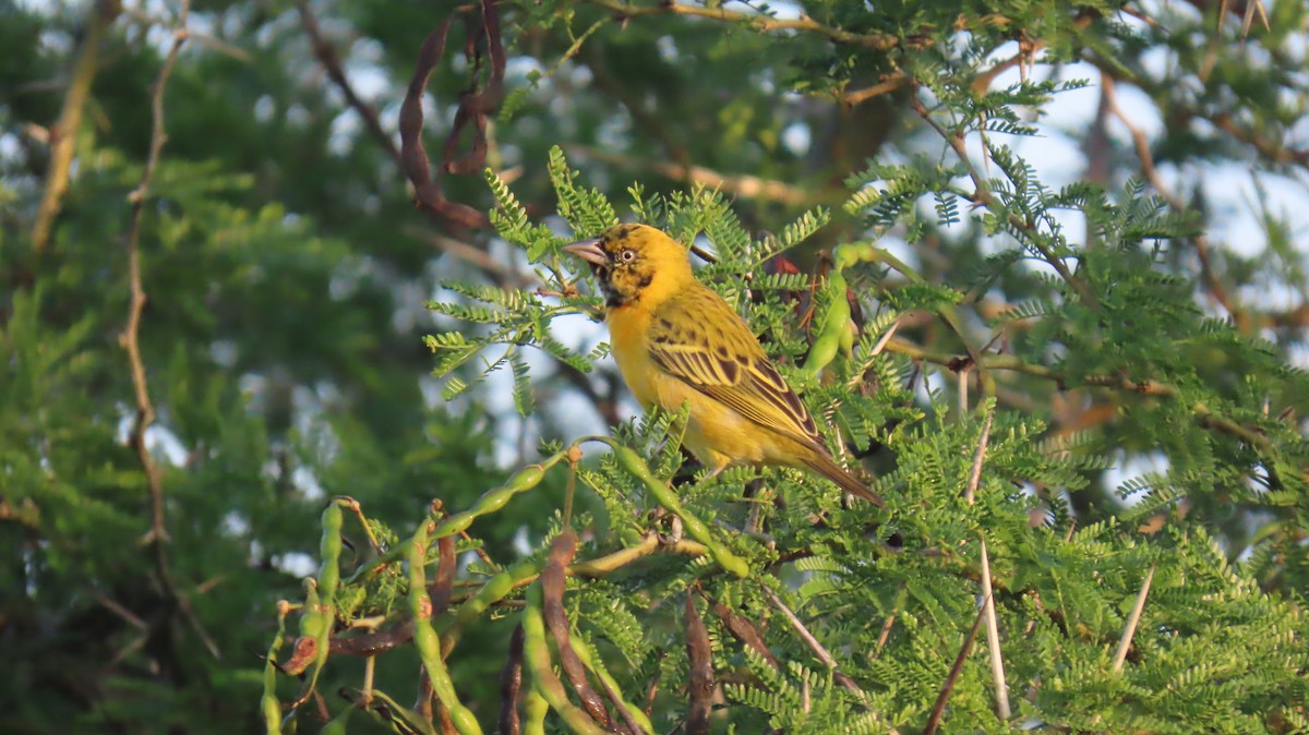 Lesser Masked-Weaver - ML620766691