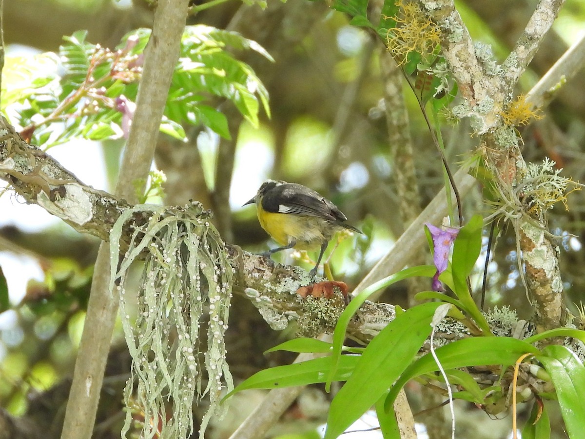 Bananaquit - ML620766697