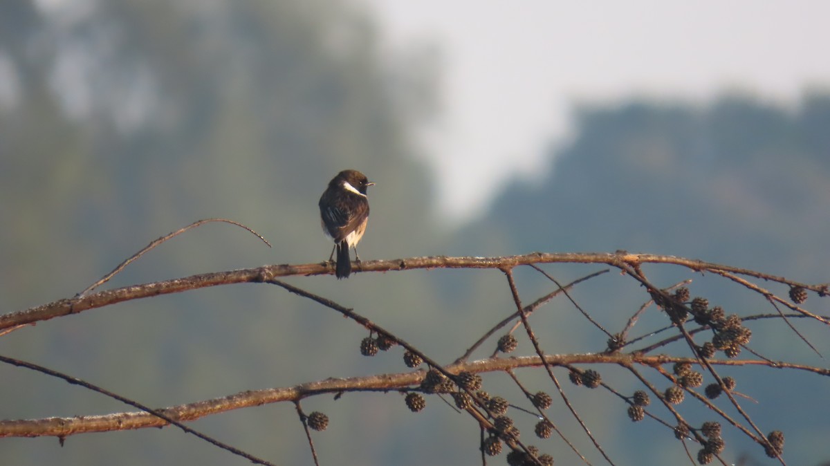 African Stonechat - ML620766707