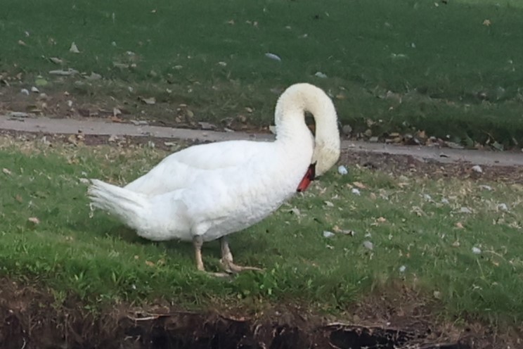 Mute Swan - ML620766711