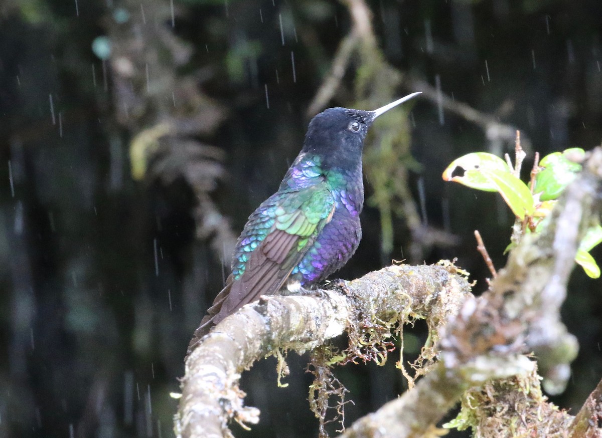 Velvet-purple Coronet - ML620766713