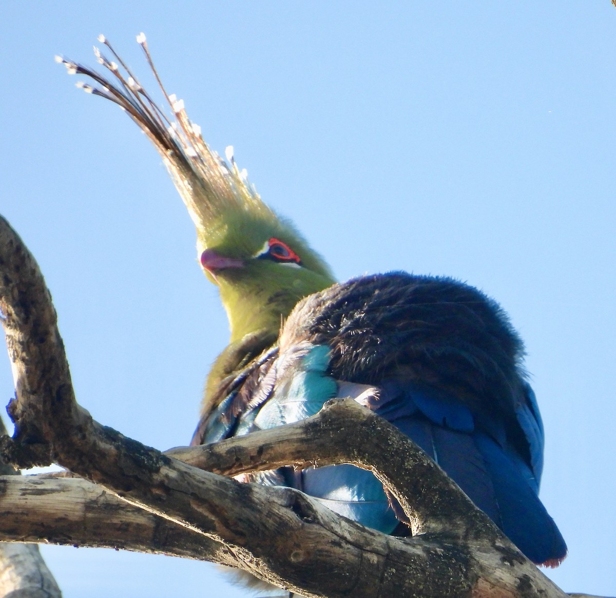 Schalow's Turaco - ML620766717